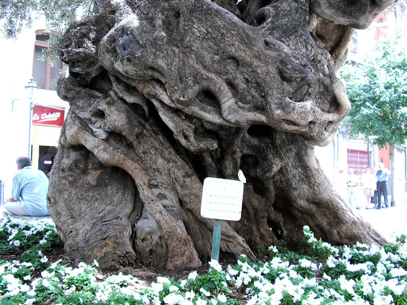 Mallorca